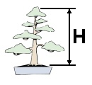 Bonsai Size Classification Height