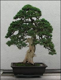 Juniper Bonsai